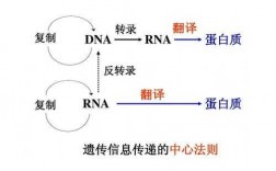 遗传信息的转录的过程（遗传信息转录的原则）