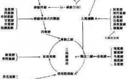 乙酸的消化过程（乙酸的活化）