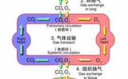 呼吸过程示意图（呼吸过程示意图讲解）