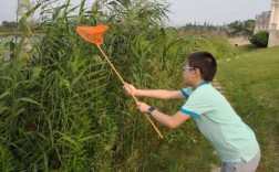 抓昆虫的过程200（捉昆虫的动作细节）