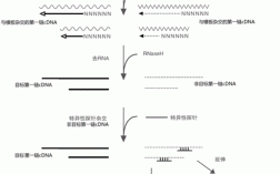 RNA合成过程教案（rna合成过程示意图）