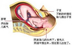 胎儿出生过程图解（胎儿出生示意图）