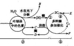 下图为光合作用过程图解（如图是光合作用过程的图解）