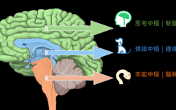 人脑演化的过程（人脑的变化）