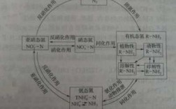 氮循环的过程（氮循环的过程和机理）