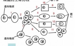 细胞的生命过程（细胞的生命过程图）