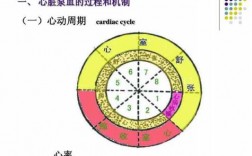 心脏心动周期过程视频（心动周期时间分配）