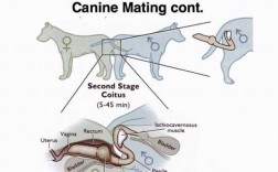 gou受精过程（狗狗受精的症状）
