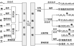 呼吸作用的过程图解（呼吸作用过程图解思维导图）