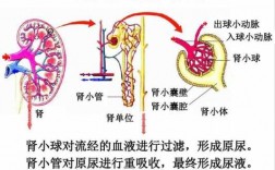 肾脏形成尿过程（肾脏产生尿液过程）