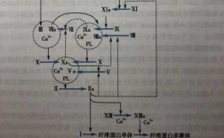 凝血过程图示（凝血过程速记）