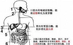 馒头的消化过程图（馒头的消化是从哪里开始的）