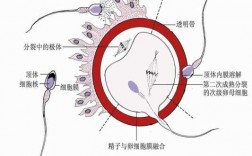 精子等卵子过程的简单介绍