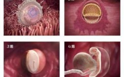 受精到出生的过程视频（受精卵到婴儿的过程视频）