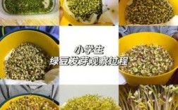 绿豆发芽过程的感受（绿豆发芽后的感受）