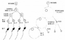 关于精子发生的主要过程的信息