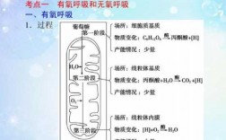 生物学吸气过程（生物学吸气过程实验）