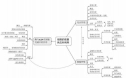 细胞能量循环过程（细胞能量供应过程）