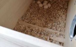 玄凤鹦鹉孵蛋过程（玄凤鹦鹉孵蛋过程当中温度是多高的）