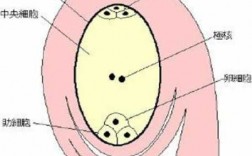 胚囊的形成的过程（胚囊的形成的过程图）