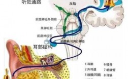 听力的传导过程（听力传导性是什么意思）