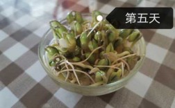 豆类发芽生长的过程（豆类发芽与生长的过程）