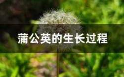 蒲公英形成过程（蒲公英的形成）