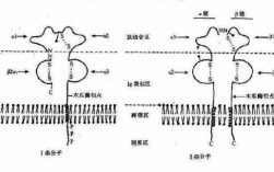 mhc分子参与的过程（MHC不直接参与下列哪一过程）