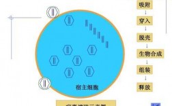 病毒脱壳过程（病毒脱壳过程中）