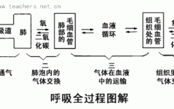 呼吸过程的（呼吸过程的环节）