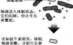 细菌休眠的过程（细菌休眠形式）