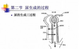 生理学排尿过程（简述排尿过程）