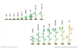 麦子生长过程手绘（麦子的生长过程卡通图片）