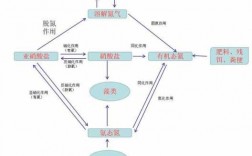 图示氮循环过程（氮循环示意图方程式）