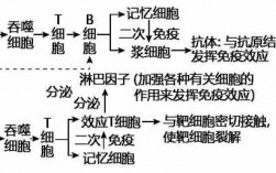 体液免疫作用过程（体液免疫的举例）