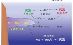 硝化过程的起点（硝化顺序）