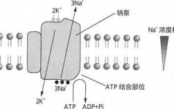 钠钾泵主动转运过程（钠钾泵主动转运过程是什么）
