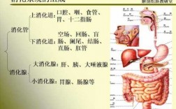 人体消化过程表（人体消化食物的过程图）