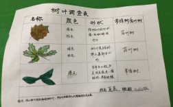 调查树叶过程（树叶的调查表）