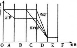 淀粉消化的过程（淀粉消化过程曲线）