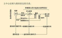 基因的选择性表达过程（基因的选择性表达是如何实现的）