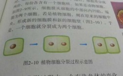 关于过程1表示细胞的分裂的信息