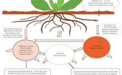 根际过程与调控（根际效应的作用）