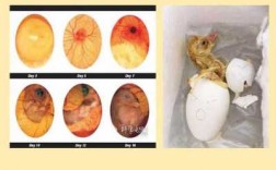 鹅蛋孵化过程照蛋图片（鹅蛋孵化技术小视频教学）