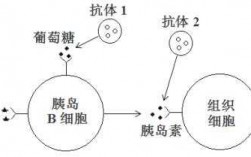 胰岛素调节过程（胰岛素调节过程视频）