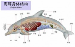 海豚的运输过程（海豚是怎样适应海里生活的）