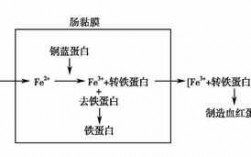 小儿铁代谢过程（婴儿期的铁代谢）