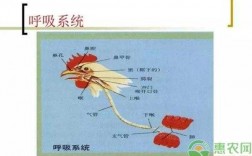 鸡呼吸完成过程（鸡呼吸完成过程图片）