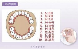 牙齿的生长过程（牙齿的生长过程怎么画）