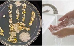 培养手细菌方法过程（如何做手细菌培养）